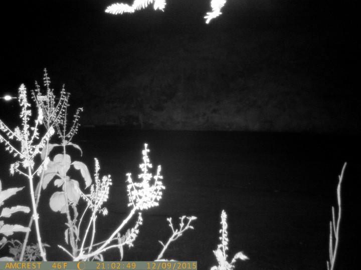 coyote at night seen with night vision wildlife camera