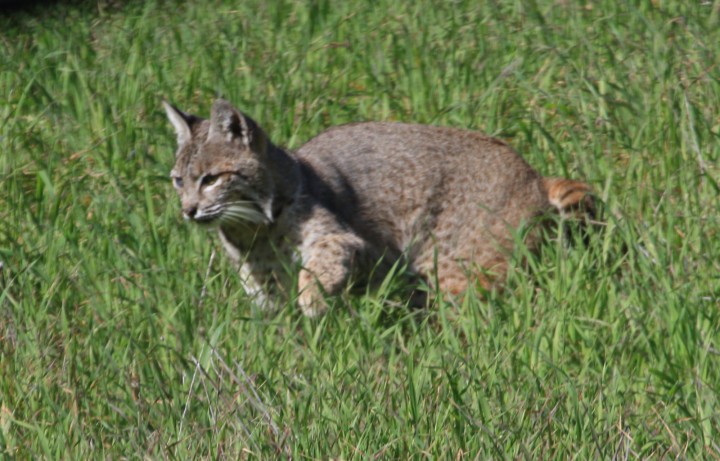 Lynx rufus (bobcat)