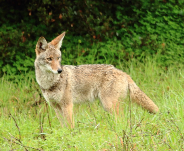 Canis latrans (coyote)