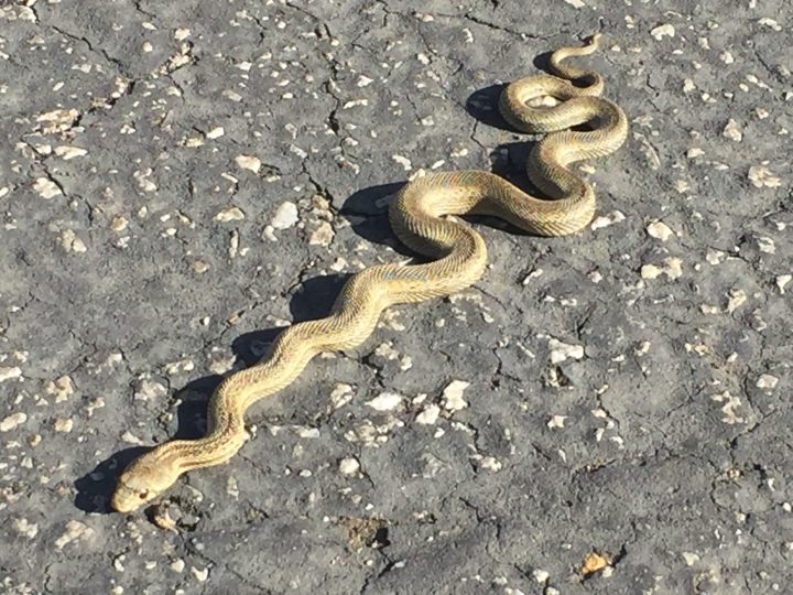 possible a rat snake 