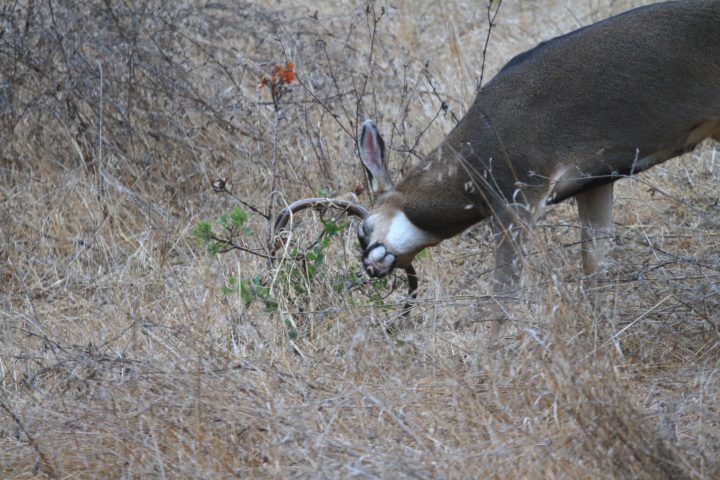 rutting mule deer buck