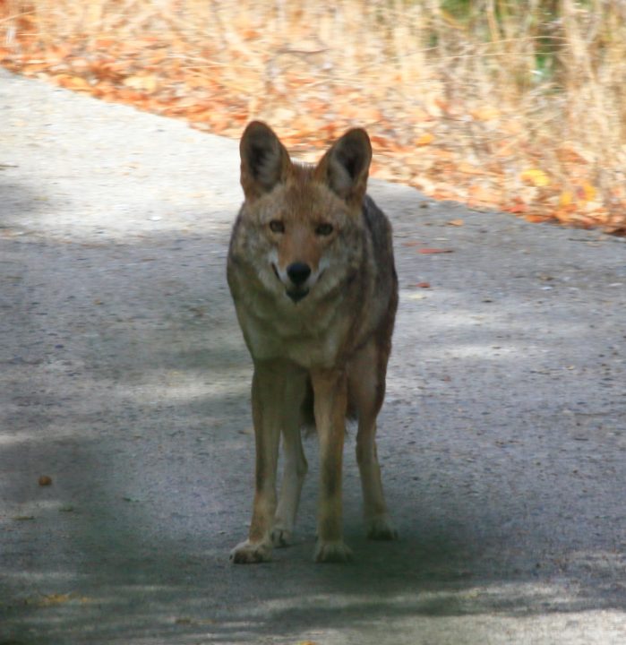 coyote-5264